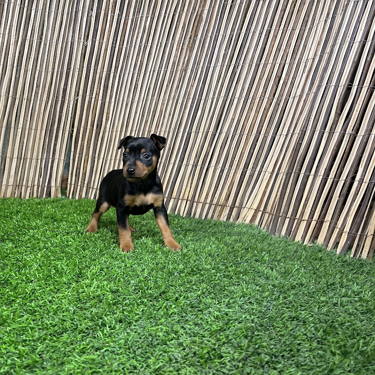Pinscher Colita