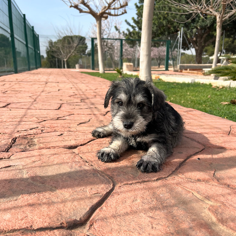 Schnauzer Miniatura | Colita