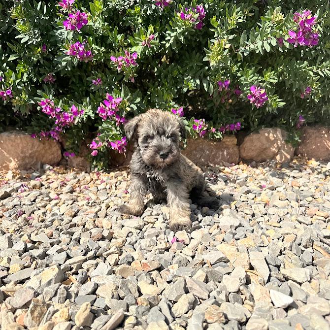 Schnauzer Miniatura | Colita