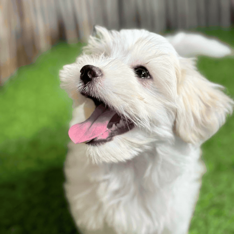 Bichón Maltés Colita