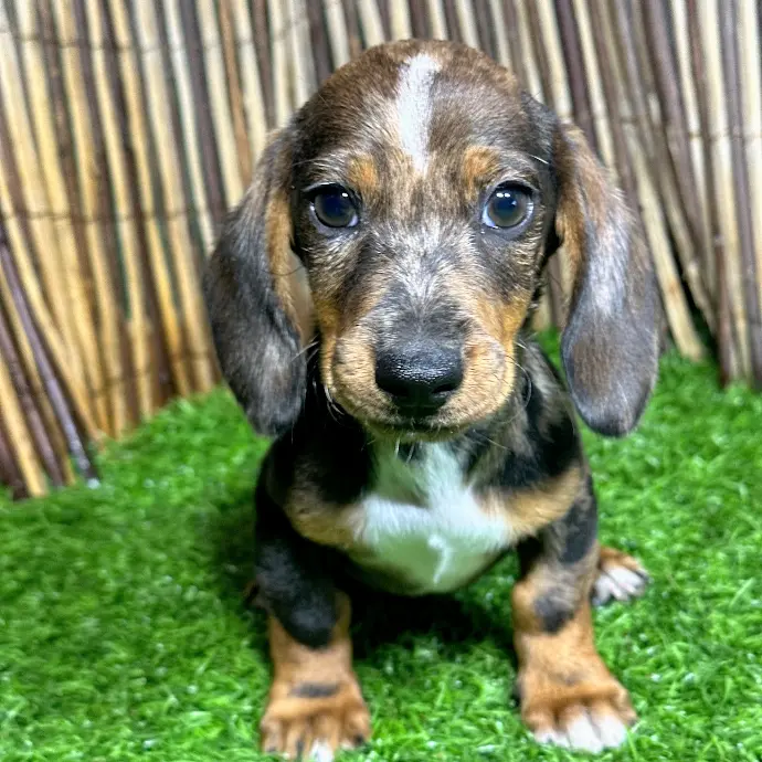 Hochet Teckel : : Jeux Et Jouets