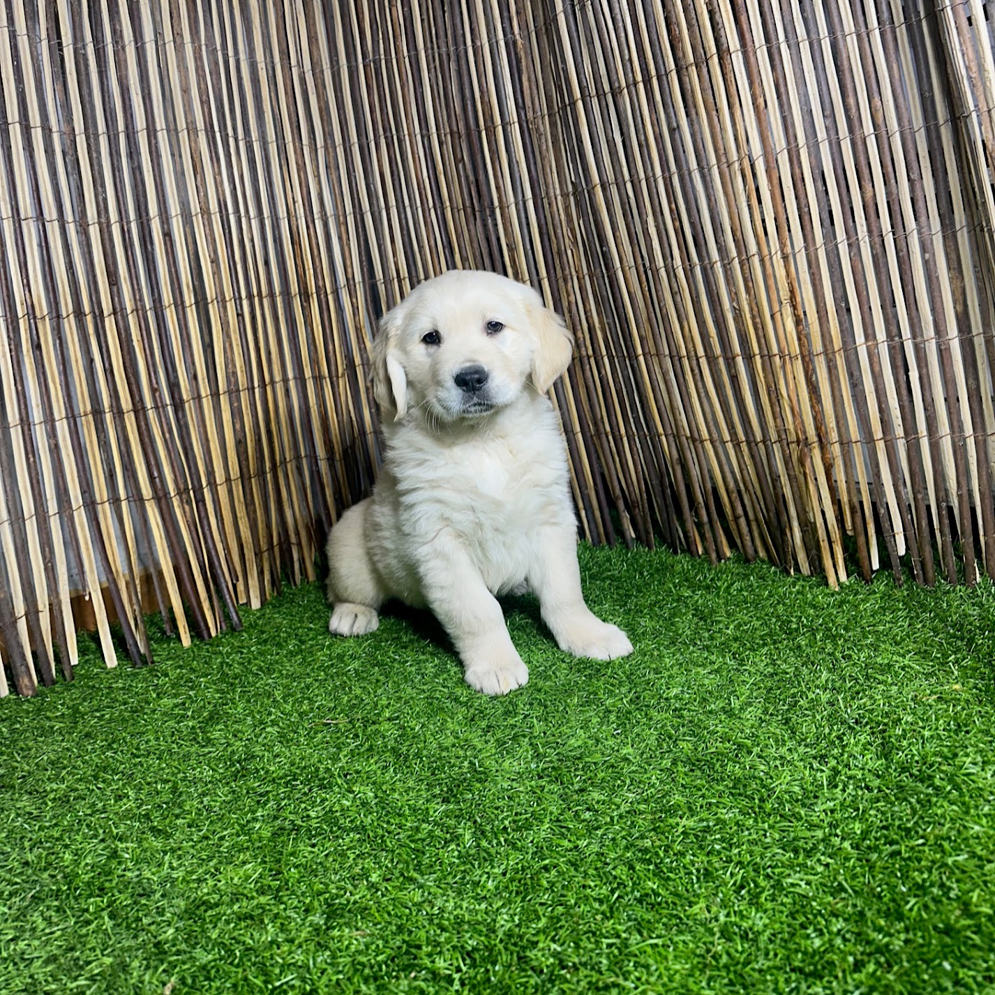 Golden R Basha Golden Retriever | Colita