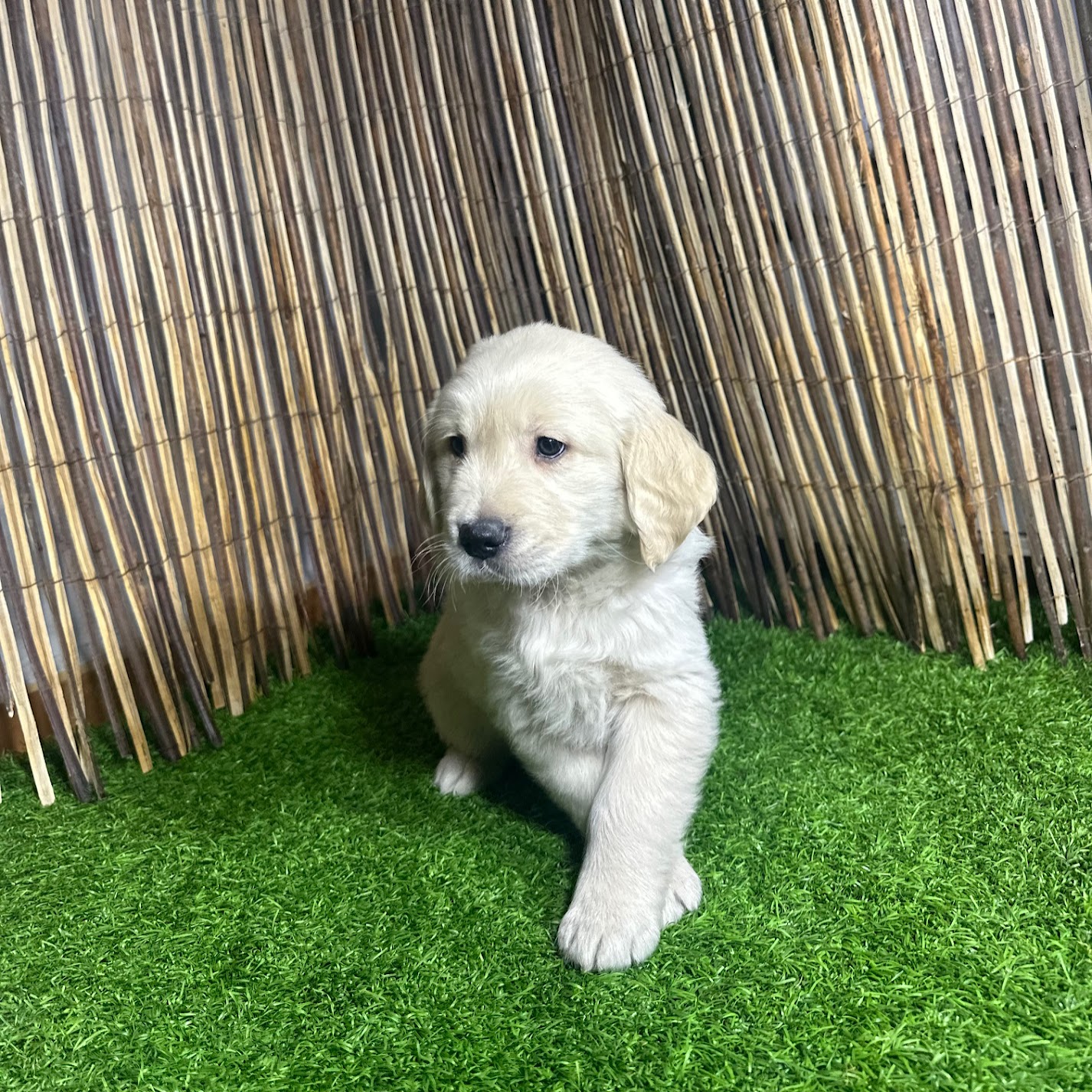 Golden R Basha Golden Retriever | Colita