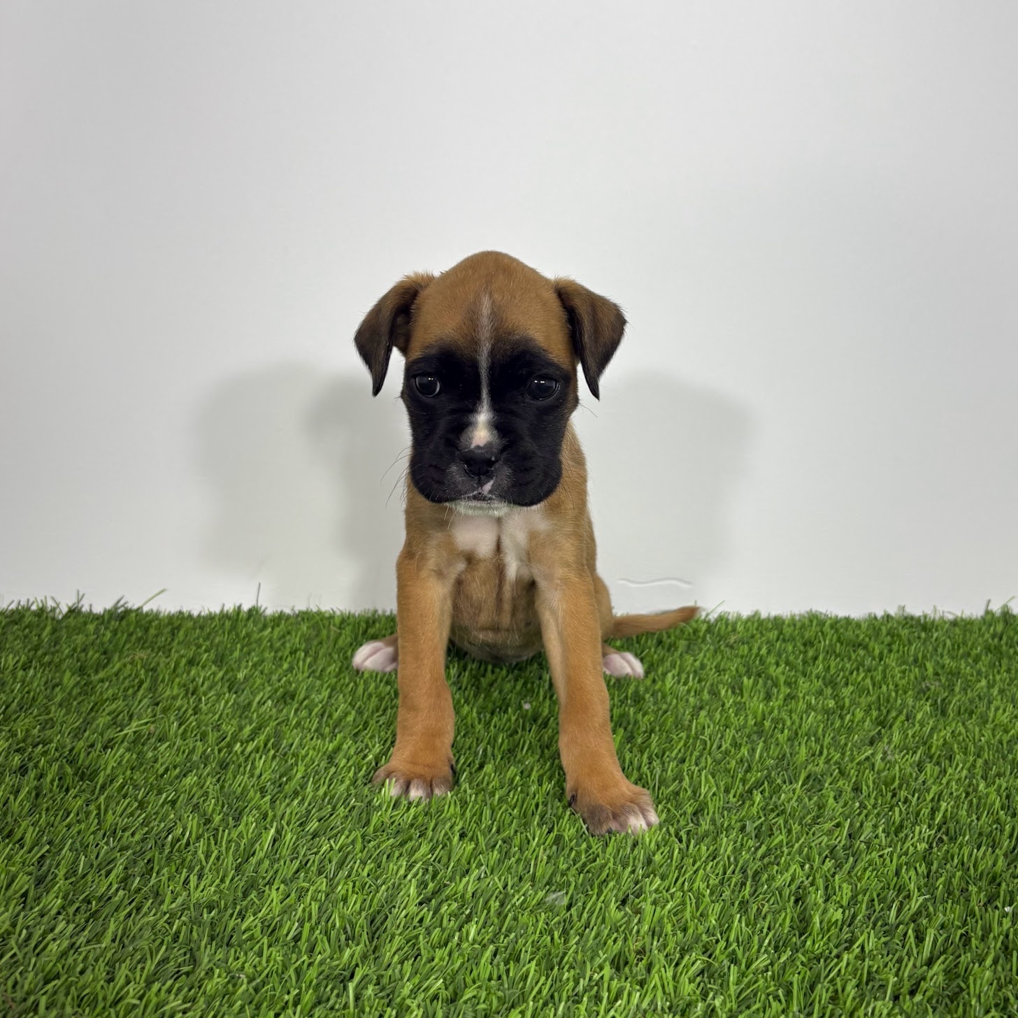 Boxer | Colita